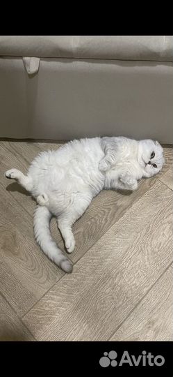 Шотландский кот вязка