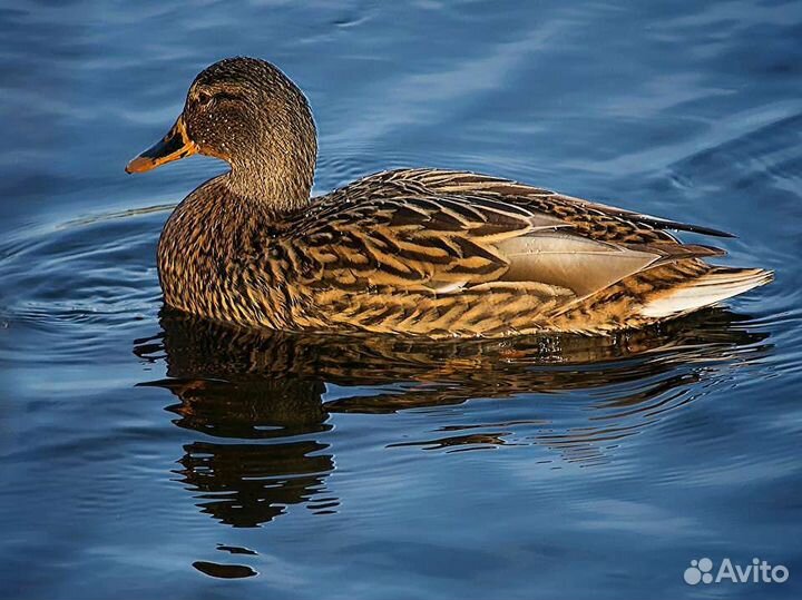 Подсадная утка кряква