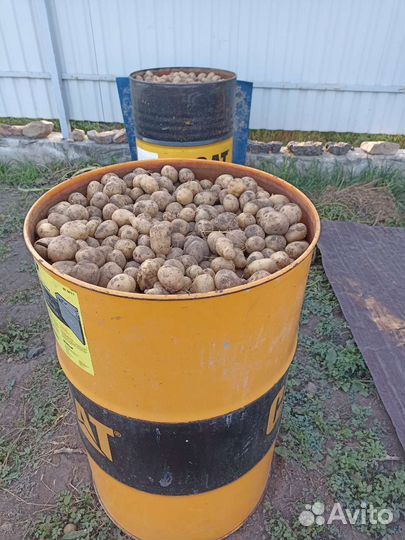 Продам картофель мелкий