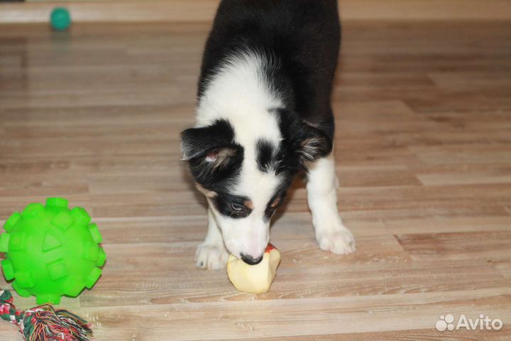 Бордер колли