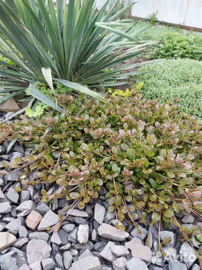 Живучка красная и зелёная, цветущая