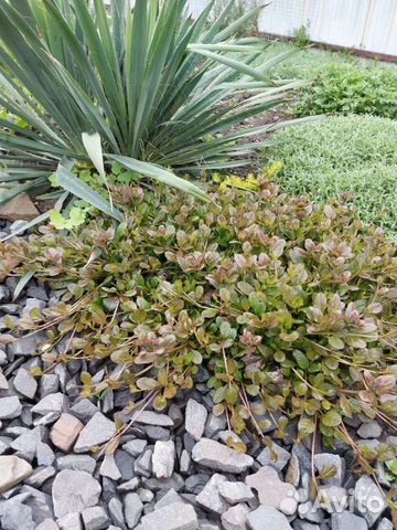 Живучка красная и зелёная, цветущая