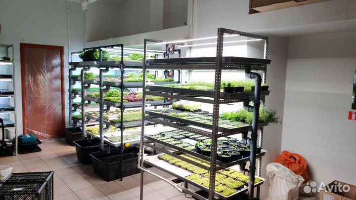 Научись выращивать микрозелень и цветы