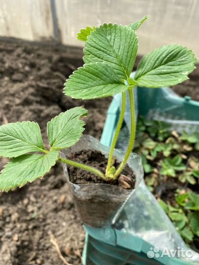 Рассада клубники