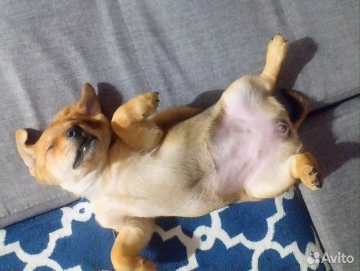 Собака маленькая порода