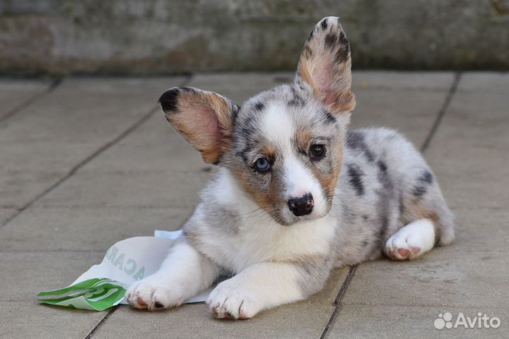 Вельш-корги кардиган