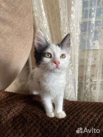 Домашнии котята