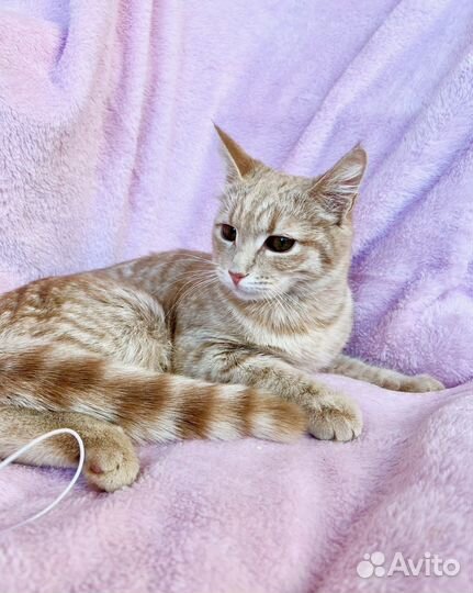 Ласковая рыжая скромница Фокси в добрые руки