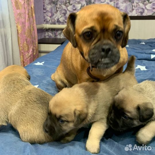 Собака маленькая порода