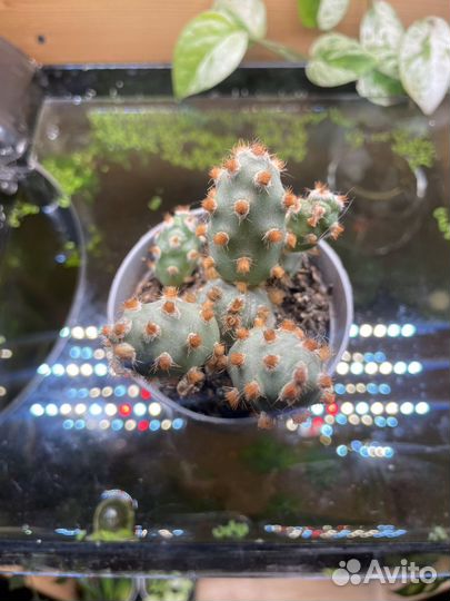 Кактус тефрокактус