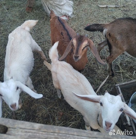 Нубийские козочки