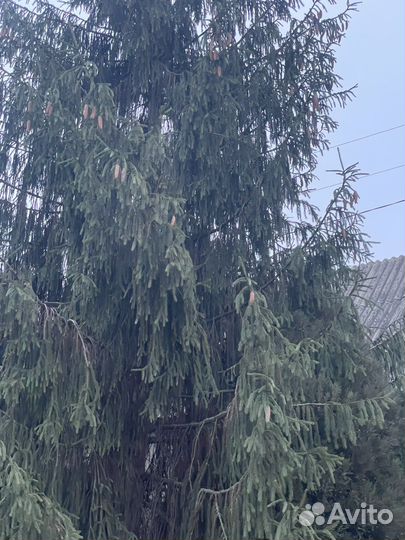 Ель голубая