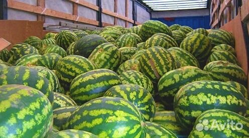 Арбузы Оптом