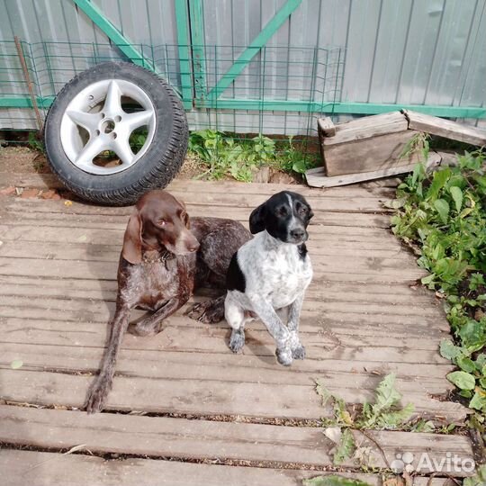 Щенки курцхаара