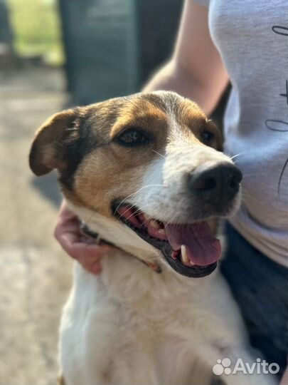 Веста очень ждет своего человека