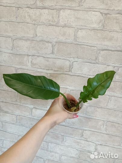 Филодендрон джангл буги