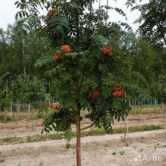 Рябина обыкновенная,Бузина черная саженец 2летка