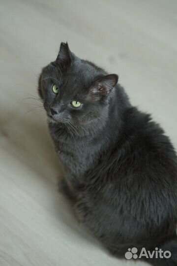 Добряк Томми ждёт своих людей