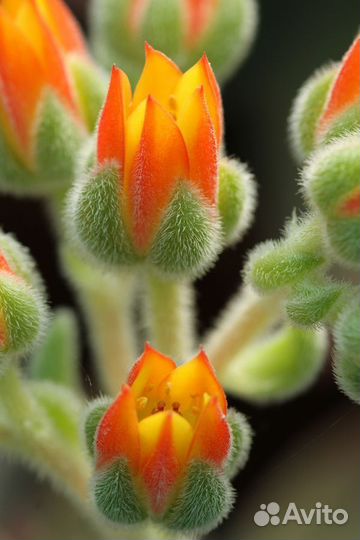 Эчеверия set oliver