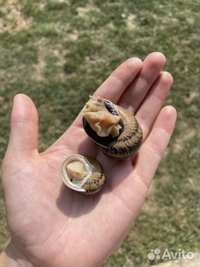 Улитка пищевая Helix aspersa maxima muller