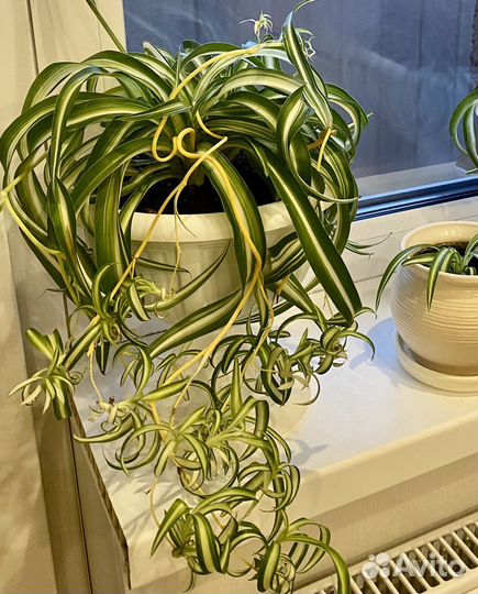 Хлорофитум Бони (кудрявый) отростки