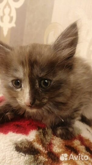 Котята в добрые руки бесплатно