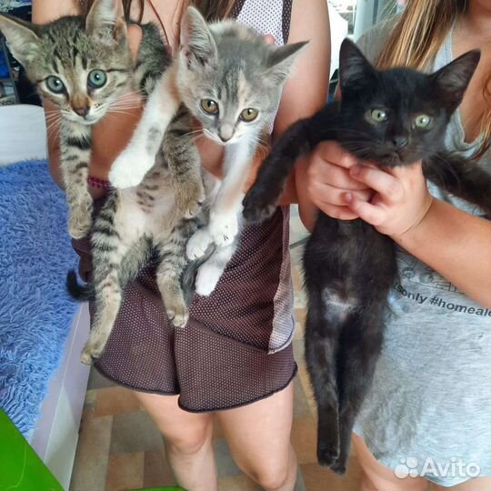 Отдам котят в добрые руки