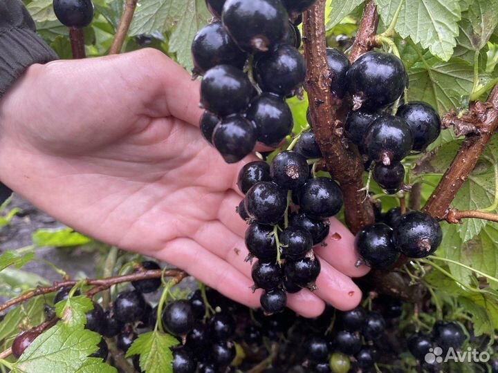 Смородина крупная сладкая морозостойкая черная