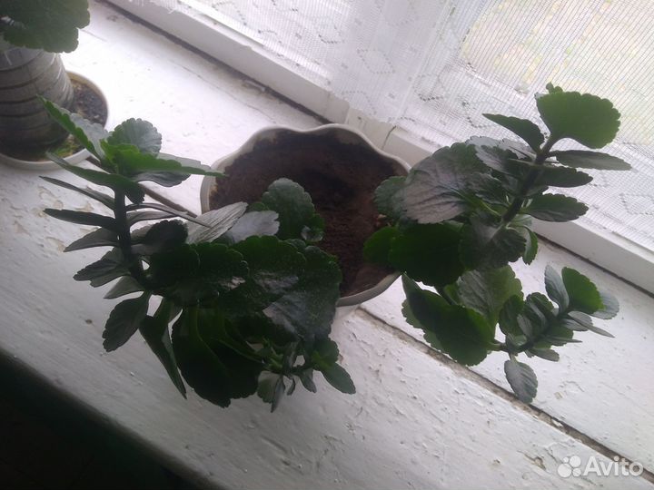 Комнатные цветы разные