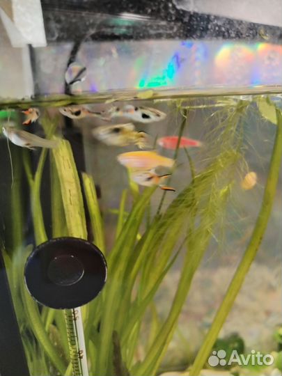Рыба гуппи самочки