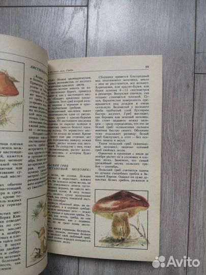 Д. П. Зуев. Дары русского леса