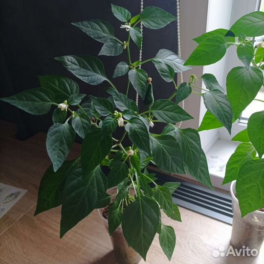 Рассада острого перца