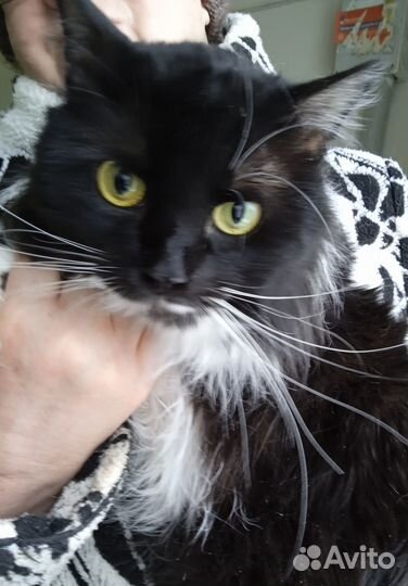 Нужно спасать Тяпу