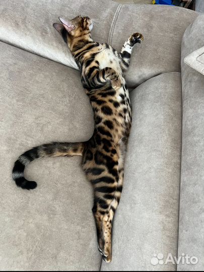 Бенгальский кот