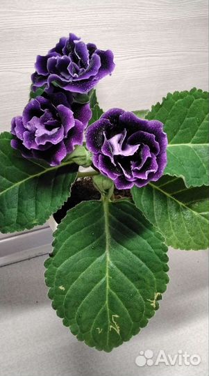 Глоксиния Брокада синяя