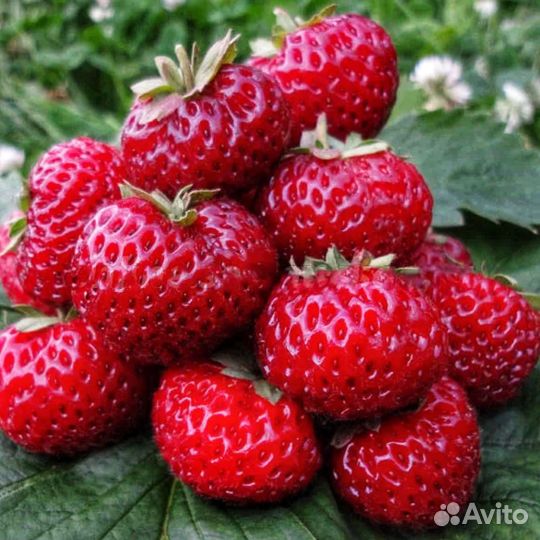 Клубника Мице Шиндлер и еще 30сортов