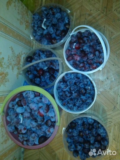 Саженцы малины,сливы, клубники