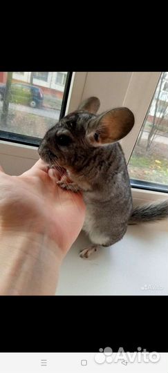 Семья Шиншилл с витриной