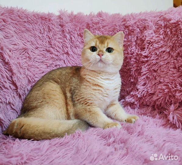 Британская шиншилла