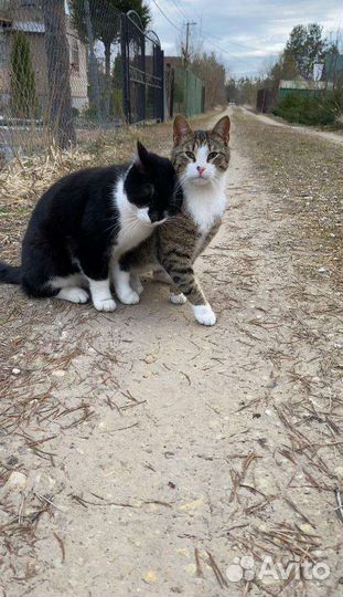 Котики в добрые руки