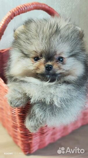 Щенки померанского шпица медвежьего типа мини
