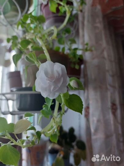 Бальзамин махровая