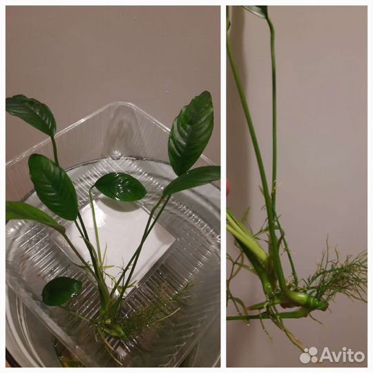 Аквариумные растения