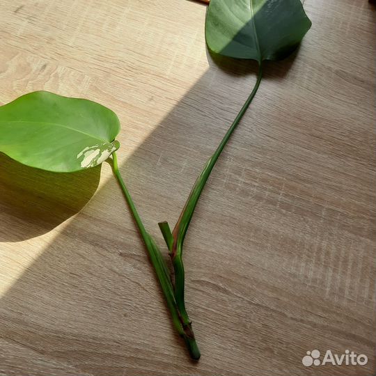 Монстера альба