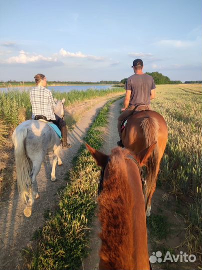 Конные прогулки на лошадях