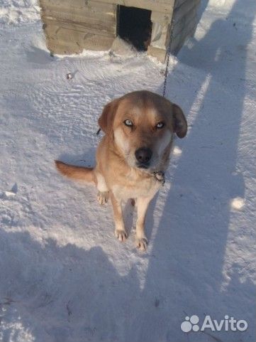 Собаки из приюта