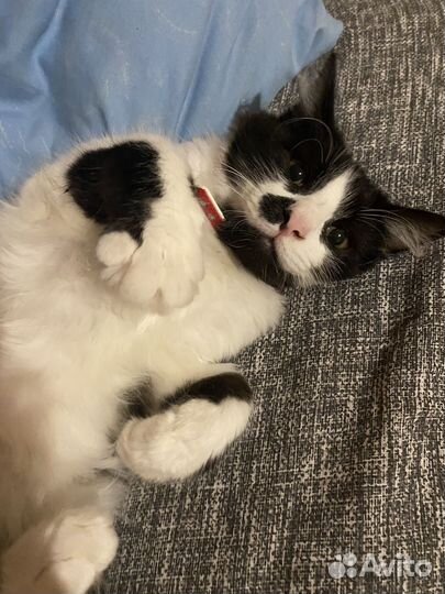 Отдам котят, 5 месяцев