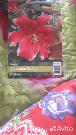 Сортовые лилии и домашние цветы