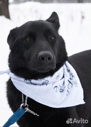 Прекрасная собака устала жить в страхе