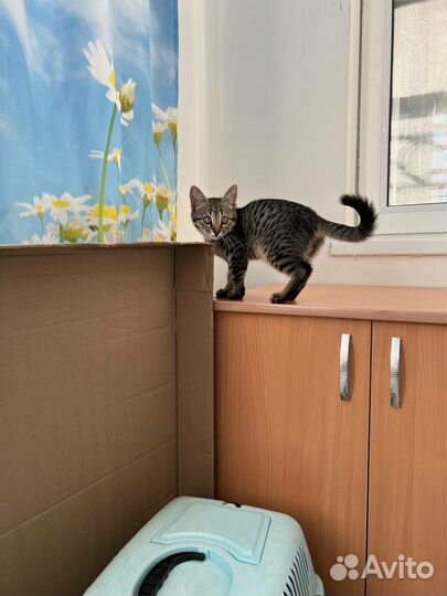 Котенок Кузьма ищет дом